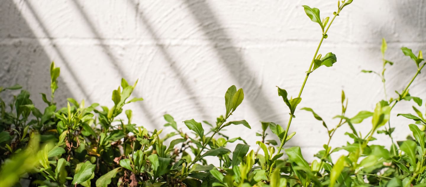A lush green plant positioned before a plain white wall.
